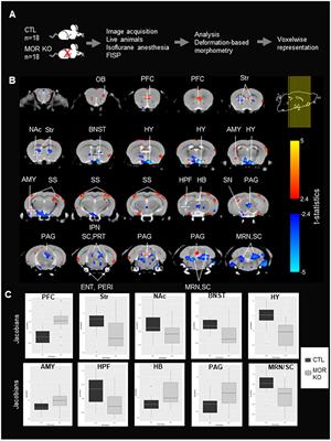 Deformation-based Morphometry MRI Reveals Brain Structural Modifications in Living Mu Opioid Receptor Knockout Mice